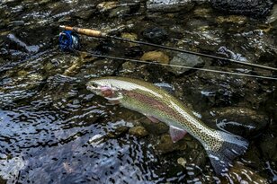 【渓流釣り】「粒ぞろいの美形渓流魚たち」魚影濃い！ キャッチ＆リリース区間・清流に癒された一日  小菅川／山梨県 2022年