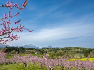 【ゴールデンウィーク・お花見】まさに桃源郷！ ピンクに染まる桃畑と北信五岳の絶景が広がる「丹霞郷」が見頃  2022年