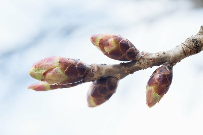 【狙い目はいつ？】人気お花見ハイキングスポット「高尾山」 桜の開花状況をレポートの画像004