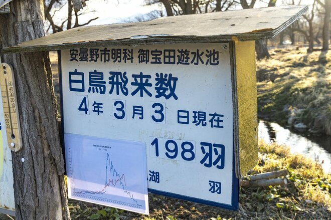 安曇野に春の訪れを告げる風物詩！ ハクチョウの“北帰行“「北アルプスを背景に飛び立つ姿にエールを送る」2022年・長野県「御宝田遊水池」の画像003