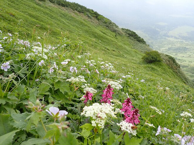 「北海道最長ルート」 大雪山・旭岳から十勝連峰・富良野岳までの縦走路の魅力！【踏破レポート】 北海道  2024年の画像019