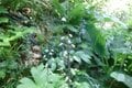 満開に咲き乱れる「ミヤマキンポウゲ」の花畑！  高山植物の宝庫・花の百名山「焼石岳」フラワートレッキングレポの画像003