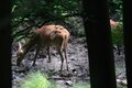 脅威的な自然の回復力！かつての軍事訓練場が今は ”2500種以上の絶滅危惧種” の住む公園に。ドイツ「アイフェル国立公園」が豊かな自然を取り戻すまで【キジ博士のナチュラリスト入門 vol.3】の画像006