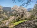 絶景でおなじみ「仁淀川」の秘境「桜＆ハナモモ」お花見スポット！  高知在住ライターが教える「一度は見たい春の情景」美しい里山＆集落の画像003