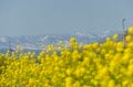 【山スキー】残雪に覆われたブナの森が芽吹きだす 「信越トレイルの名峰、鍋倉山の春を滑る」 長野県飯山市・関田山脈 2025年の画像001