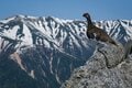 5月下旬、残雪をまとう「北アルプスの絶景」を見る登山！  日帰り「燕岳」山頂＆稜線での「槍ヶ岳・雷鳥・合戦小屋・燕山荘」レポートの画像007