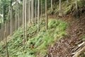 【NHK大河『豊臣兄弟！』ゆかりの城】実にしつこい… 光秀が築いた「丹波 二大山城」のひとつ「丹波国・周山城〈前編〉」（京都府京都市）【戦国の山城を攻める vol.09】の画像008