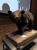 「冬眠明けのクマに会ったら…どうする？」上高地ビジターセンター講習会で学ぶ登山＆キャンプでの「4つの必須対策」とは？の画像001