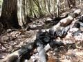 【山火事があった現場へ】2025年4月、住宅地にほど近い「青貝山」で発生した“人為的”災害… 豊かな里山が問う、登山者のマナーとは【大阪府豊能町】の画像006