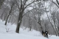 “おとぎの国”に迷い込んだような静かなブナの森を行く「のんびりバックカントリーツアー」 JAPOWを楽しむ！【長野県鍋倉山】2026年