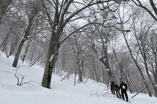 “おとぎの国”に迷い込んだような静かなブナの森を行く「のんびりバックカントリーツアー」 JAPOWを楽しむ！【長野県鍋倉山】2026年