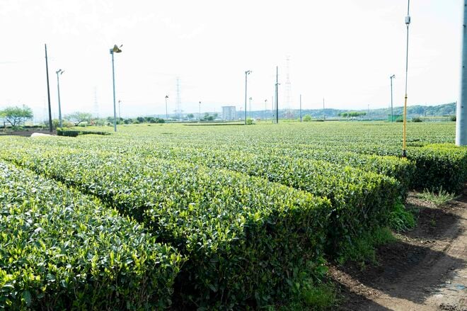 静岡・宇治と並ぶ日本三大銘茶の里で八十八夜直前の茶畑へ！ 老舗専門店で生産者が語る東京近郊産地の強みとは？【フランス人茶商の茶国漫遊記 vol.04「新茶の息吹に誘われて〜狭山茶2」埼玉県日高市】の画像014