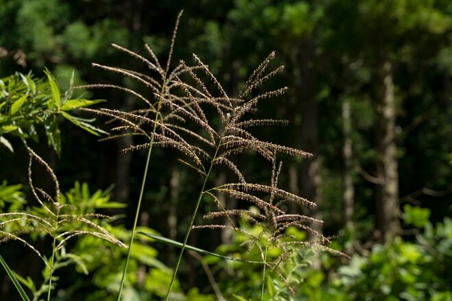 【渓流釣り】盛夏、ベスコンになった飛騨の渓へ 「蜘蛛の巣だらけだけど、尺イワナが連発！」 岐阜県・2025年の画像002