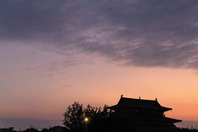 【バードウォッチング】必見！ 古都・平城宮跡の夕焼けに舞う6万羽のツバメ  “日本最大級”のねぐら入りに460人が魅了された！  奈良県｜2026年の画像011