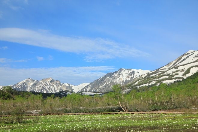 今が見頃！ ひっそりと咲く、夏の高原の風物詩「ワタスゲの花」＜栂池自然園＞の画像001