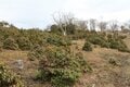 早春に咲くフクジュソウ群落を求めて！ 花の百名山　藤原岳〈三重県・滋賀県〉の画像010