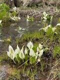 ＜6月は雨でも楽しめる山に登ろう＞ 外国人YouTuberが見た「雨の尾瀬」の魅力【日本で山登りはじめました vol.1】の画像004