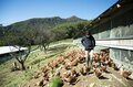 標高1,100mの農場で鶏を“平飼い”放牧！ 本当においしい卵は心身ともに健康で元気な鶏から産まれる！「やまなしアニマルウェルフェア認証制度」取材ルポ【山梨県 2022】の画像004