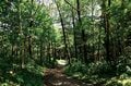 【富士山の次に登る山 vol.2】登山の魅力はムゲン大「美林を楽しむ山歩き」 上高地・甲武信岳・北八ヶ岳の画像003