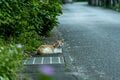 多良間島はヤギの島であり、ニカの島でもあった【琉球島猫百景 vol.18「宮古と八重山の真ん中で生きる猫たち」沖縄県多良間村】の画像002