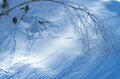「ブナの森に咲く雪の花」が美しすぎるとSNSで話題！  標高差789ｍを最新型ゴンドラで「霧氷の世界」へ！  信州・野沢温泉スキー場【2021・初冬】の画像007