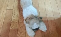 ペットには地獄の「夏の暑さ」！ 現役トリマーが紹介する愛犬を「熱中症」から守る「覚えておきたい応急処置」とは？