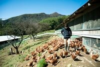 標高1,100mの農場で鶏を“平飼い”放牧！ 本当においしい卵は心身ともに健康で元気な鶏から産まれる！「やまなしアニマルウェルフェア認証制度」取材ルポ【山梨県 2022】