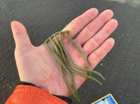「釣りのウラ技」虫エサ苦手な人は必見！  イソメの疑似餌「パワーイソメ」は本当に釣れるのか？【実釣ルポ】