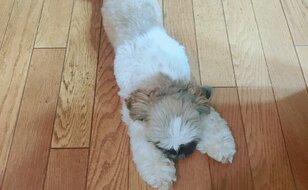 ペットには地獄の「夏の暑さ」！ 現役トリマーが紹介する愛犬を「熱中症」から守る「覚えておきたい応急処置」とは？
