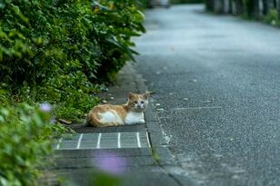 多良間島はヤギの島であり、ニカの島でもあった【琉球島猫百景 vol.18「宮古と八重山の真ん中で生きる猫たち」沖縄県多良間村】