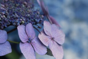 梅雨時期はあまり出かけない… はもったいない！  6月から見ごろ「アジサイ」絶景スポット3選！  公共交通利用でアクセスしやすい公園＆催し物も【名古屋編】