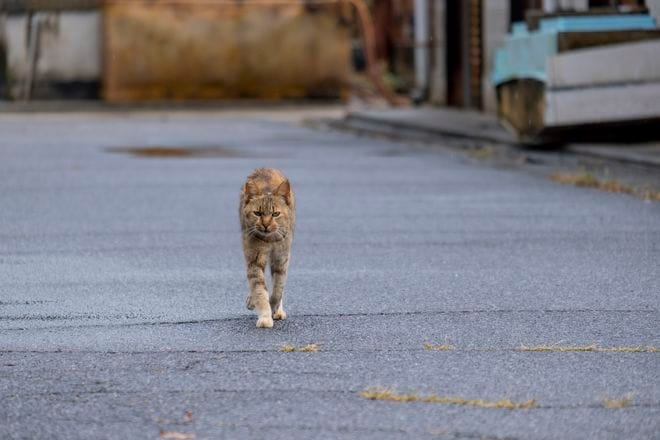 アート、ときどき島猫。男木島・女木島・豊島【「瀬戸内トリエンニャーレな旅（前編）」琉球島猫百景 vol.21〈特別編〉】の画像002