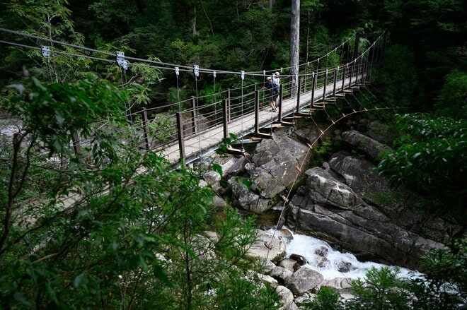 【世界自然遺産・屋久島】樹齢1800年「仏陀杉」に会いに行く！「ヤクスギランド」の吊り橋とエメラルドグリーンの清流を巡る1時間20分ライトトレッキングの画像007