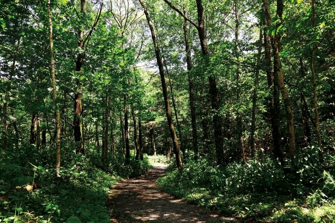 【富士山の次に登る山 vol.2】登山の魅力はムゲン大「美林を楽しむ山歩き」 上高地・甲武信岳・北八ヶ岳の画像003