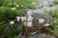 満開に咲き乱れる「ミヤマキンポウゲ」の花畑！  高山植物の宝庫・花の百名山「焼石岳」フラワートレッキングレポの画像008