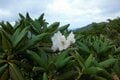 満開に咲き乱れる「ミヤマキンポウゲ」の花畑！  高山植物の宝庫・花の百名山「焼石岳」フラワートレッキングレポの画像009