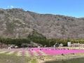 芝桜と映えるフォトスポットが満載の富士本栖湖リゾート「富士芝桜まつり」  ゴールデンウィークは満開の見頃で富士山を背景に一面ピンクのじゅうたん！？ 【編集部リポート】の画像001