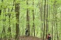 山中の植物に「春から初夏への移り変わり」を感じるお手軽ハイキングルート＜奥多摩・御前山＞の画像006