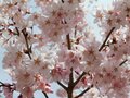 「開花ピーク直前！」高遠城址公園だけじゃない！ 南アルプスの麓のおすすめ桜スポット4選【長野県伊那市】の画像001