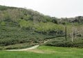 【苗場プリンスホテル】初夏の苗場で山からの贅沢な贈り物「根曲がり竹」を採ってきた！  竹藪の中を分け入る「非日常体験」レポ（新潟県湯沢町）の画像007