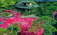 ゴールデンウィーク「知られざる」恒例行事！ 30000輪の牡丹の名庭「島根・由志園」最終日だけの必見「サプライズ絶景」現地レポート