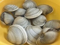 東京・千葉の潮干狩りは、江戸前の新名物「ホンビノス貝」を狙いたい！  混雑さける＆無料駐車場が近い「厳選スポット2か所」 探し方のコツも！
