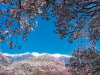 【渓流釣り】「雨後、雪解け水が多すぎて……」 釣りに行ったはずが、お花見に方向転換！  花鳥風月を楽しむ伊那谷の春　長野県｜2026年