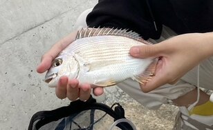 昨春ヒット柳ノ瀬戸の堤防で「ヘダイ釣り」のはずが… まさかの空振り！ 困ったときの「ジグヘッド・オキアミ」＆「親の助言」 ターゲット変更の結果！【熊本県上天草】