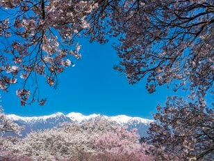 【渓流釣り】「雨後、雪解け水が多すぎて……」 釣りに行ったはずが、お花見に方向転換！  花鳥風月を楽しむ伊那谷の春　長野県｜2026年