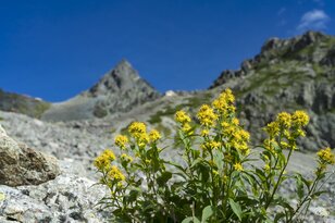 槍ヶ岳はすでに秋本番！「槍沢ルート」の状況と“咲き誇る秋の花“【北アルプスニュース】