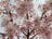 「開花ピーク直前！」高遠城址公園だけじゃない！ 南アルプスの麓のおすすめ桜スポット4選【長野県伊那市】の画像001