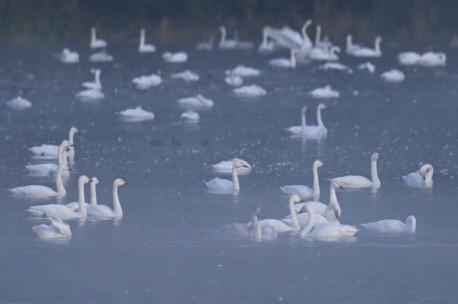 圧巻！ 城下町 鶴岡で色鮮やかに輝く里山をバックに4,000羽のハクチョウが空を舞う「地球温暖化で生まれた水鳥の楽園」を訪ねる 【山形県】2025年の画像002