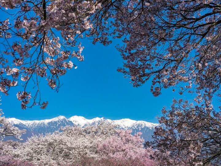 【渓流釣り】「雨後、雪解け水が多すぎて……」 釣りに行ったはずが、お花見に方向転換！  花鳥風月を楽しむ伊那谷の春　長野県｜2026年 