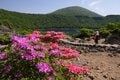 霧島の春はハイライト！  ピンクの絨毯“ミヤマキリシマ”を纏った「韓国岳＆高千穂峰」5月中旬～6月中旬が見頃！【鹿児島県霧島市・宮崎県えびの市】の画像015